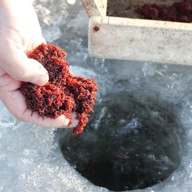 Мотыль Кормовой (1 гр.)