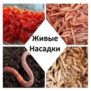 Живые насадки