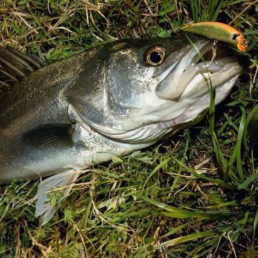 Воблер Ima Sasuke SS-95 #SKS201